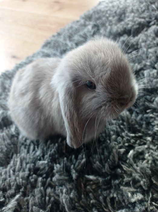 Królik miniaturka Mini Loop malutki rasowy baranek