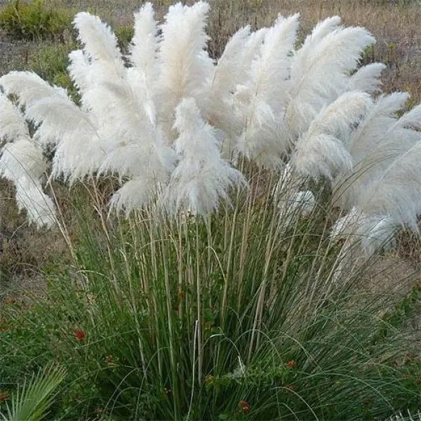 Кортадерія, кореневище