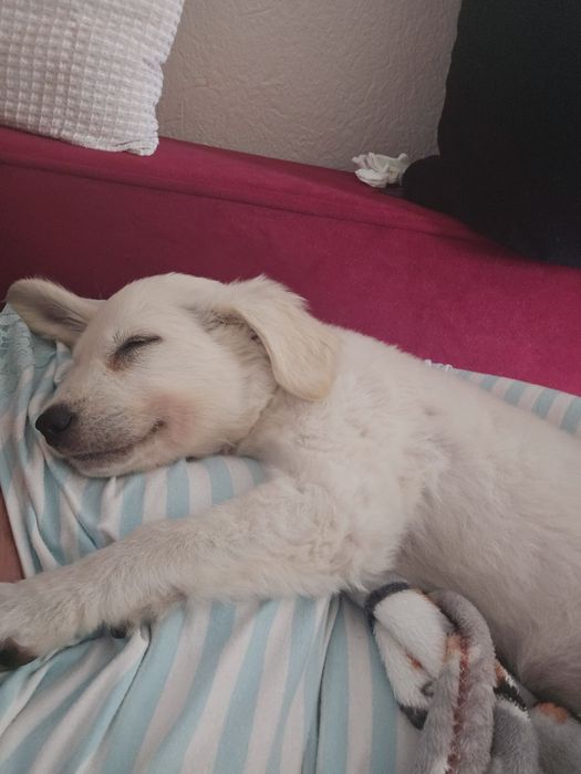 Sunia wiek trzy miesiące ,szuka dobrego domku .