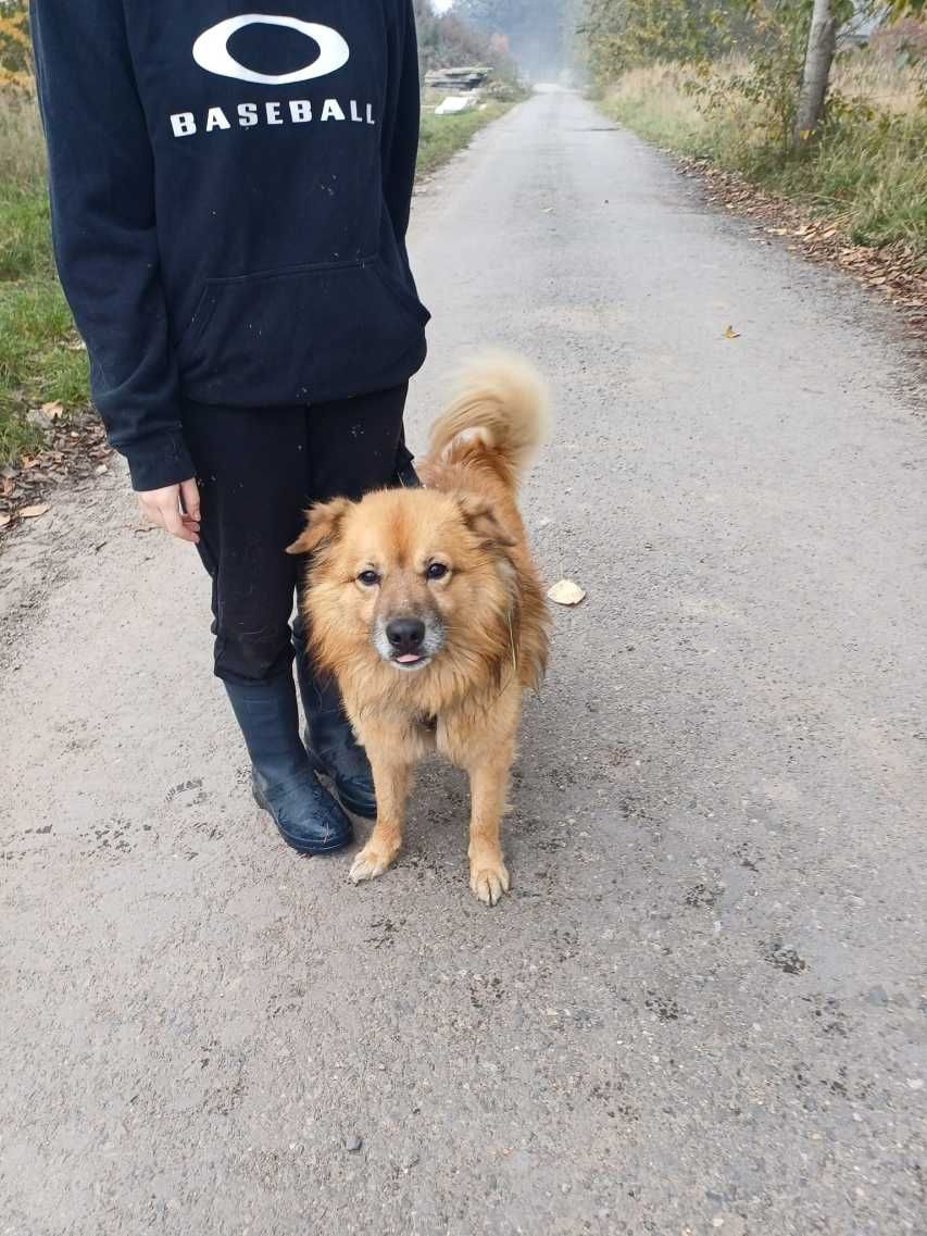 Bąbel - ruda puchatość do adopcji :)