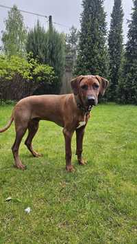 Rhodesian Ridgeback - odchowany chłopak 6 mcy okazja