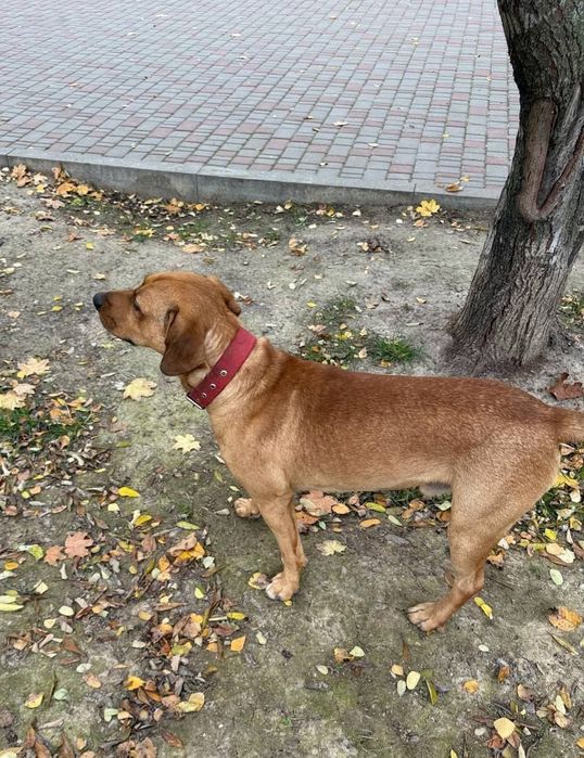 Отдам даром в добрые руки собачку