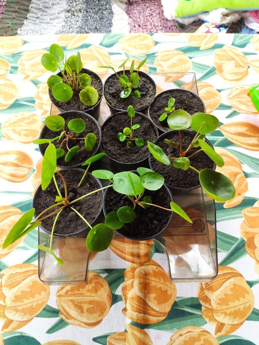 Pieniążek Pilea roślina doniczkowa