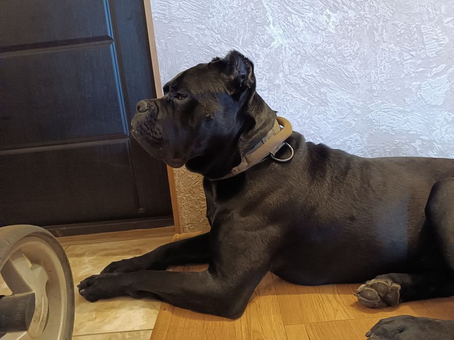 Вязка/ случка собак.