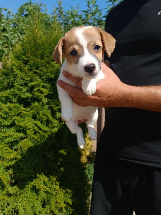 Щенкок Джек Рассел девочка