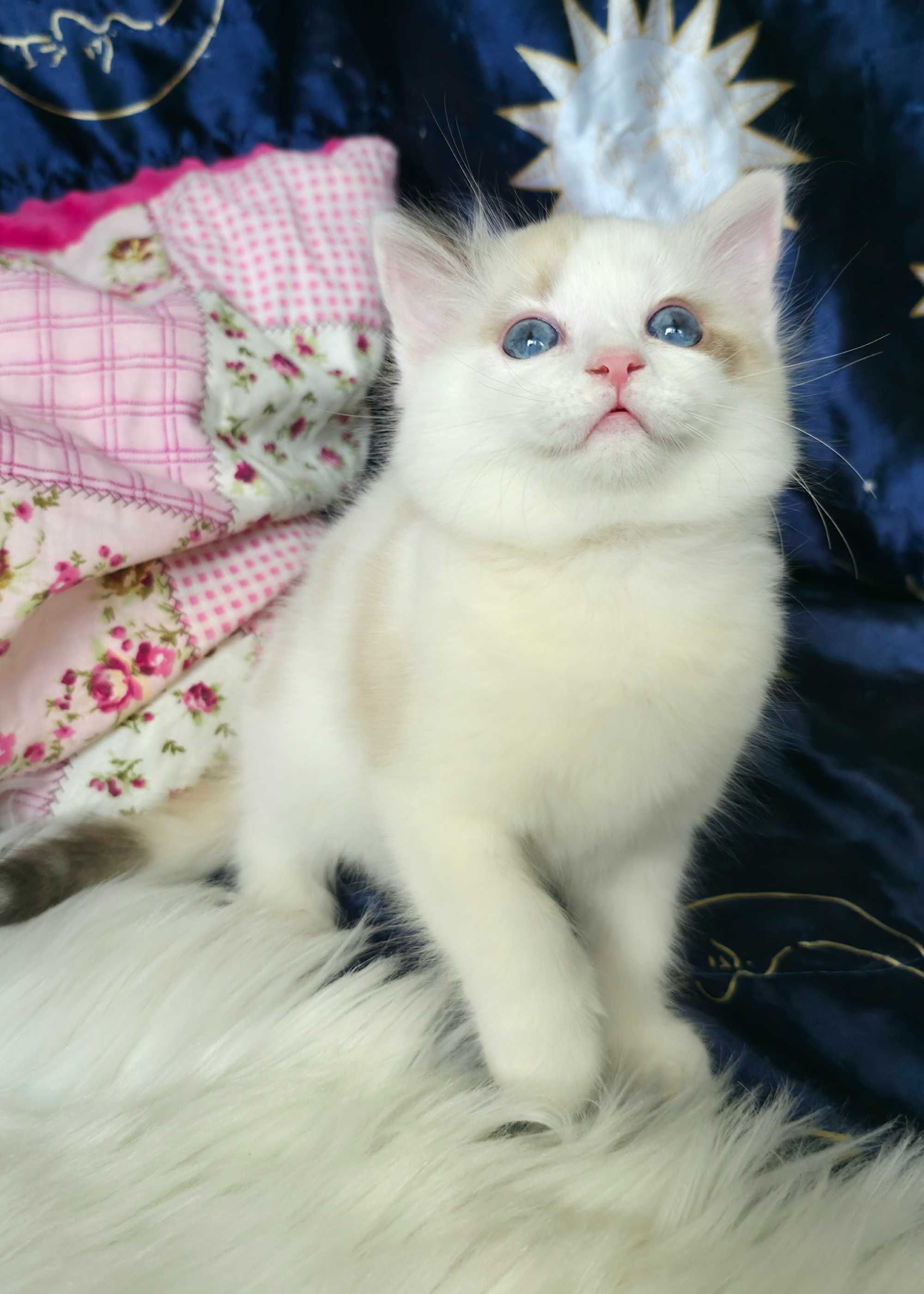 Piękna kotka Ragdoll seal bicolor szylkretowa
