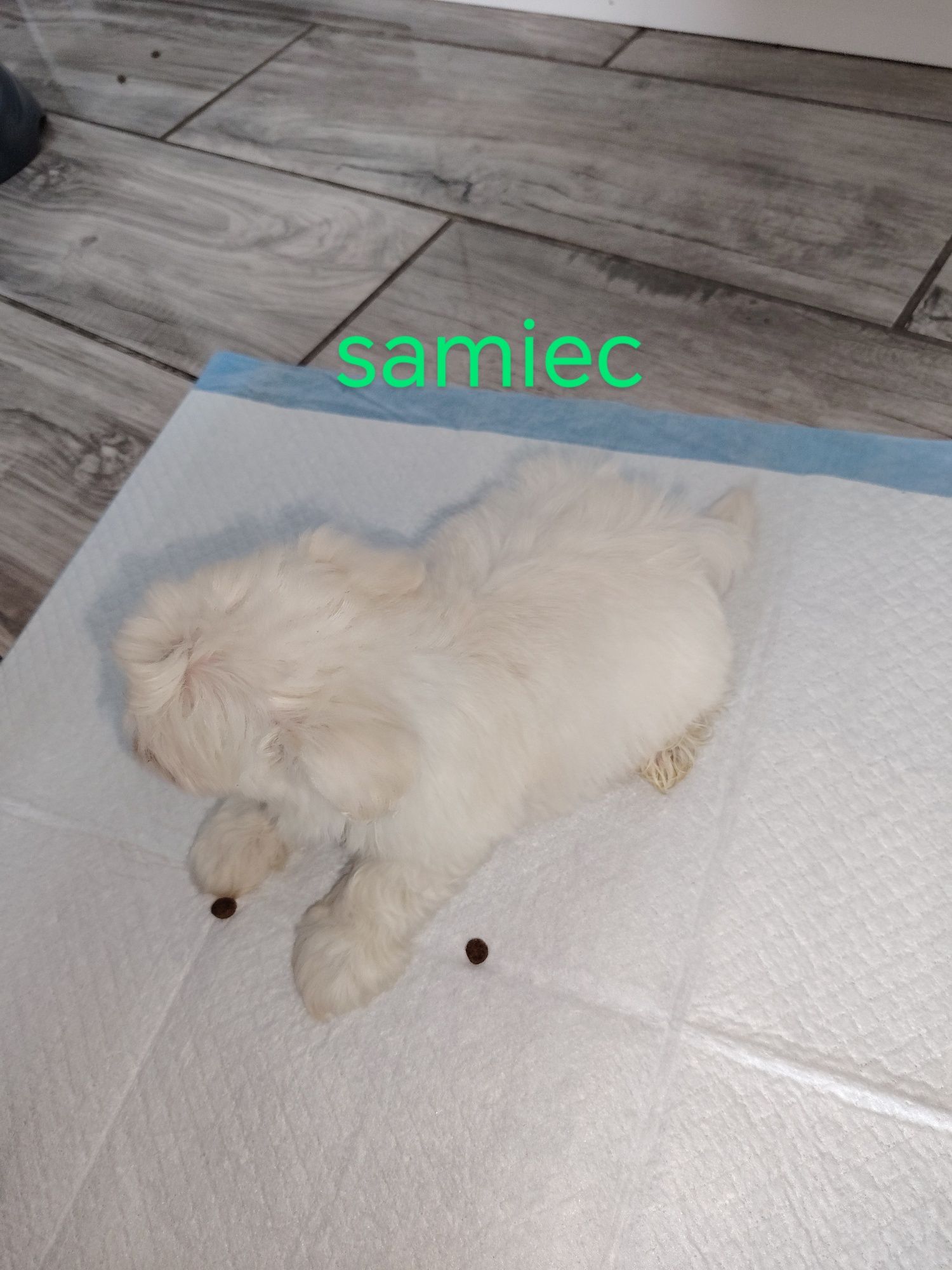Maltipoo z włosem