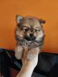 Spitz alemão masculino