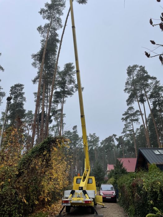 Wycinka i pielęgnacja drzew z podnosnika i alpinistycznie