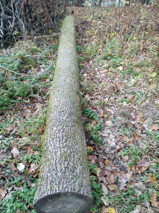 Kłoda jesionu bez sęków