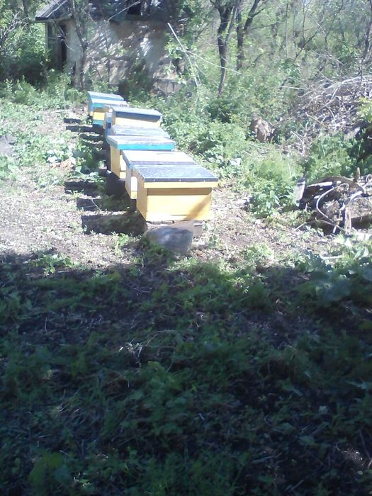 Продам бджолопакети