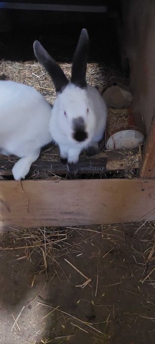 Króliki kalifornijskie