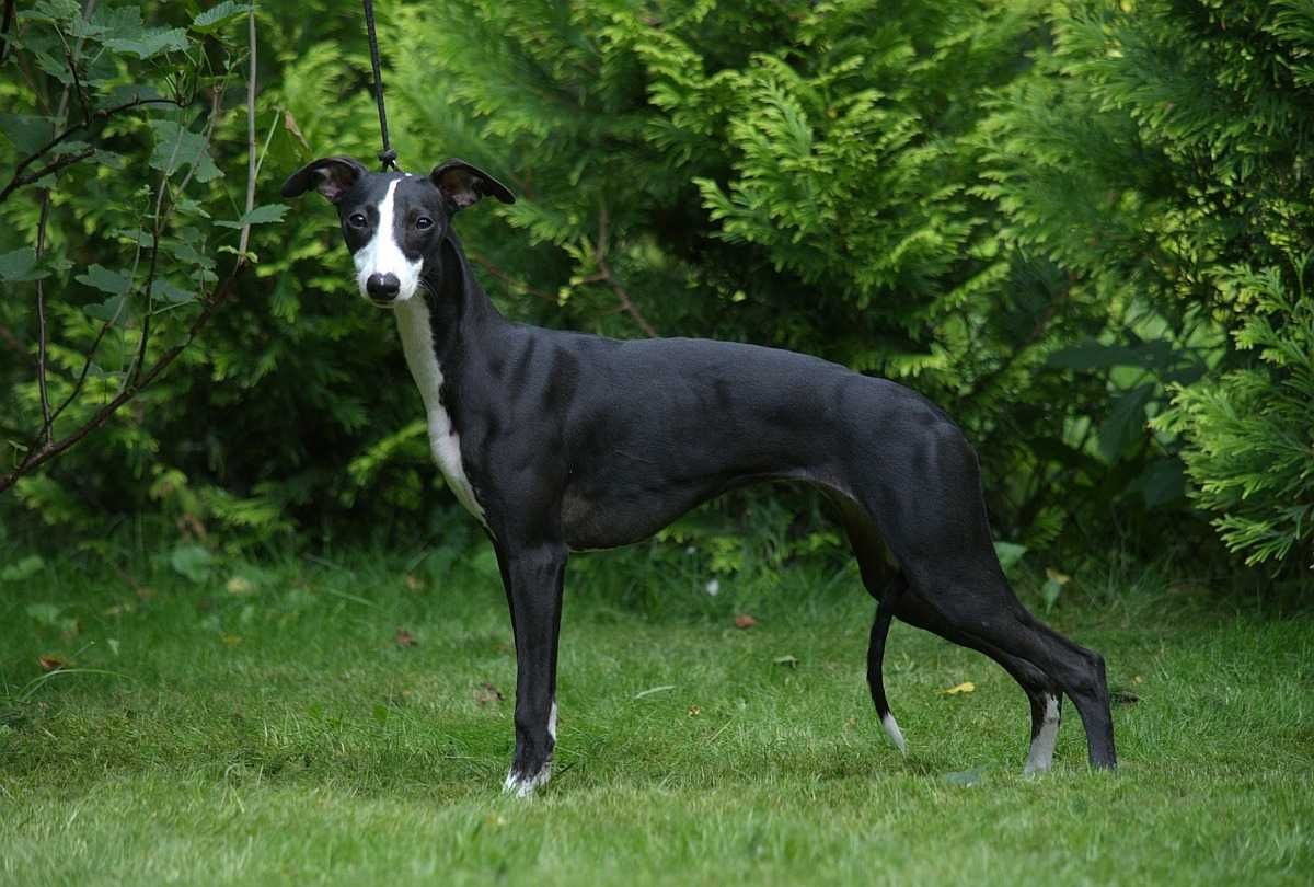 Whippet chart angielski suczka hodowla FCI