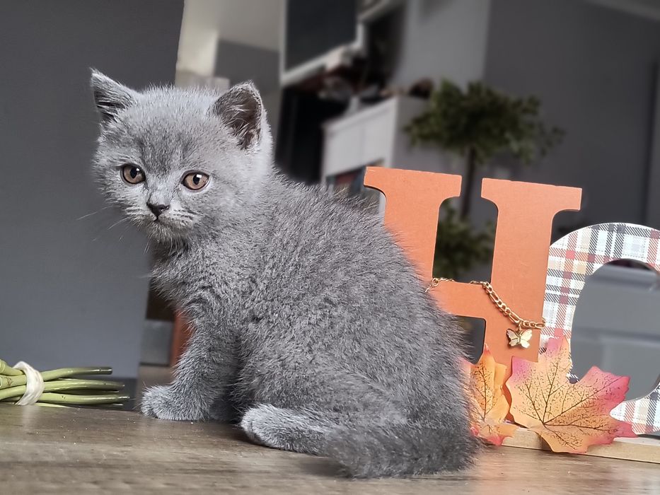 Brytyjski kotki i kocorki