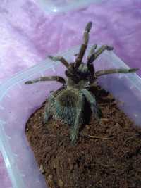 Паук Lasiodora parahybana L 3

Является одним из крупнейших пауков в