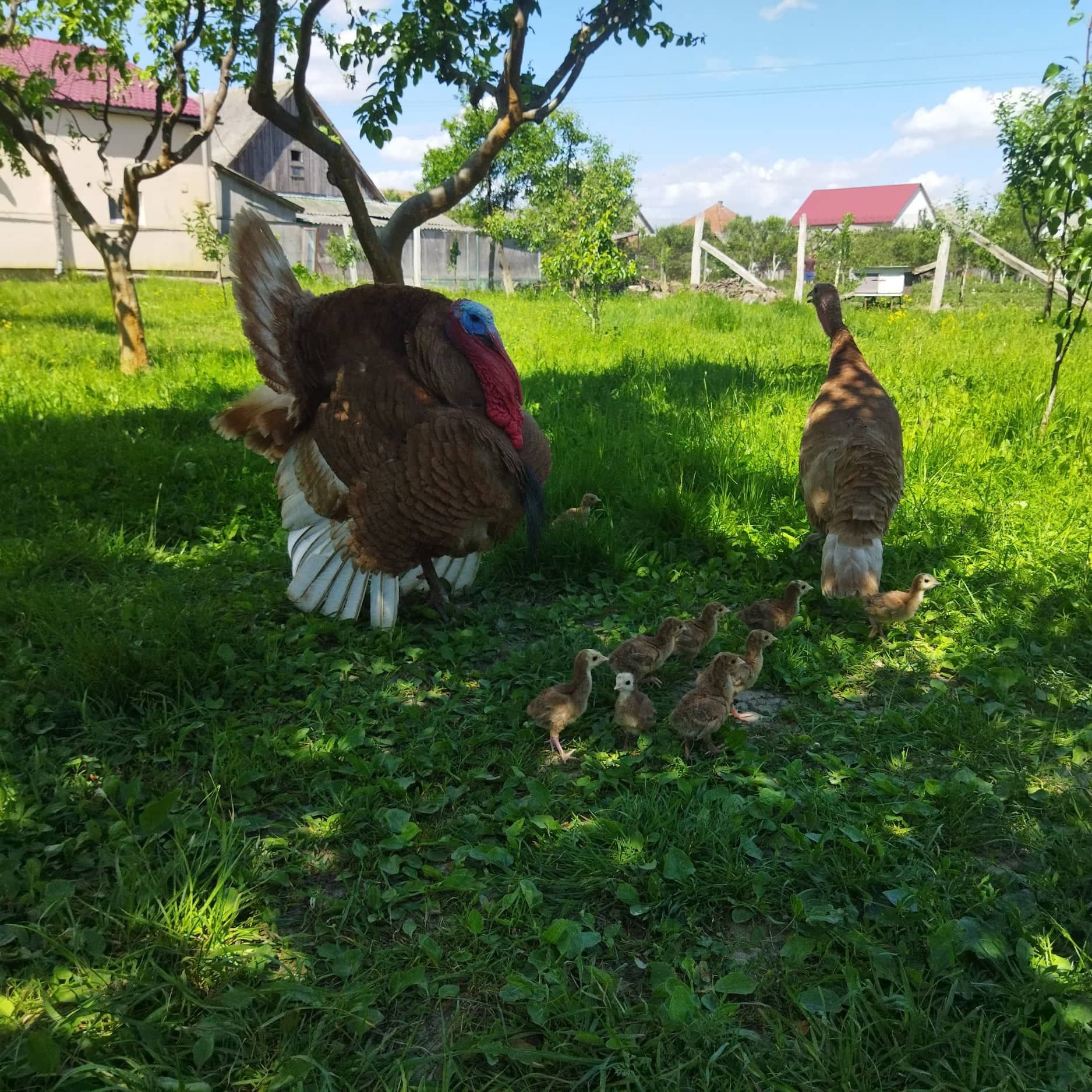 Продається індик Бурбон