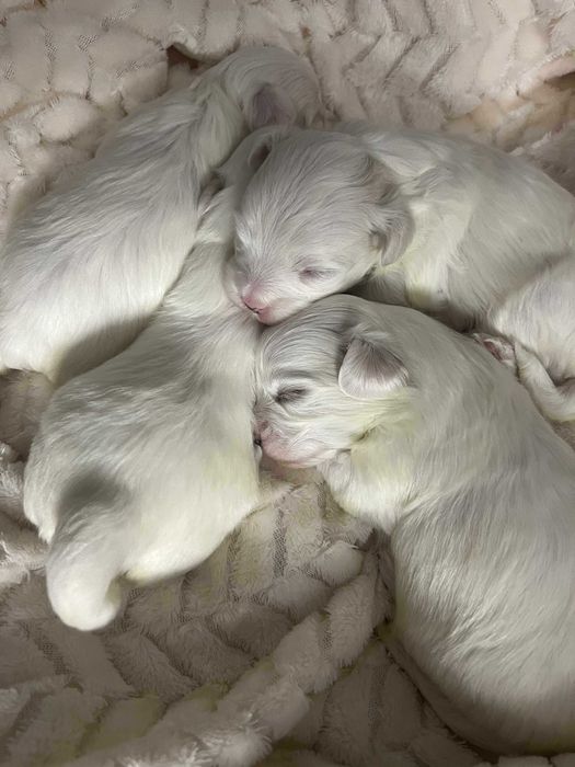 Maltańczyk - zaprasza Nowych Rodzicow