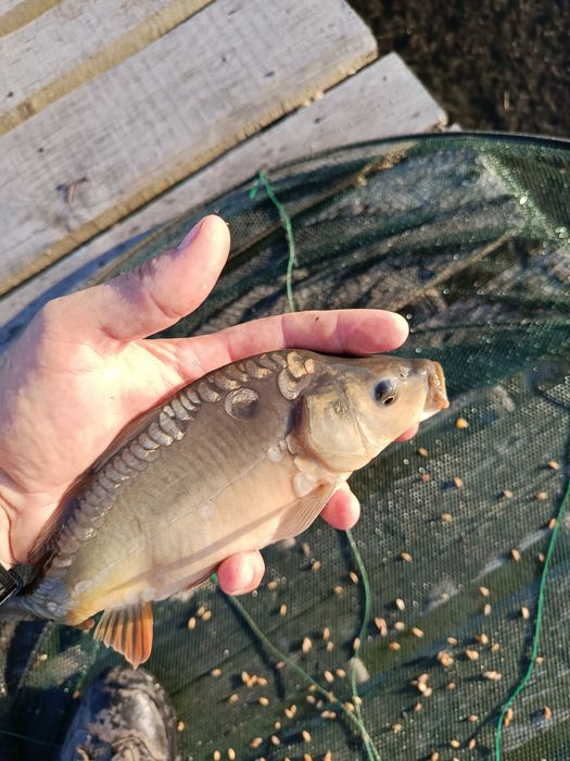 Sprzedaż ryb, karp, amur, tołpyga, lin i okoń