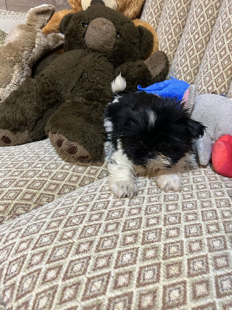 Suczka Shih Tzu z rodowodem