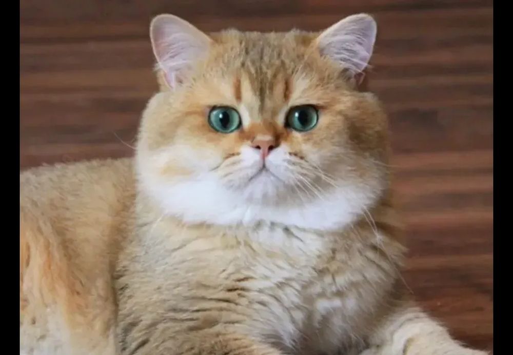Перетримка котиків
