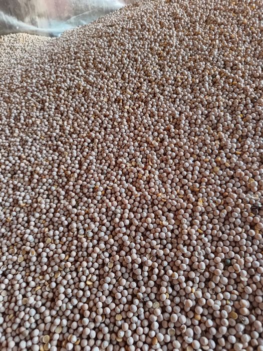 Groch zbiór 2025 nie batuta oczyszczony bez robaka