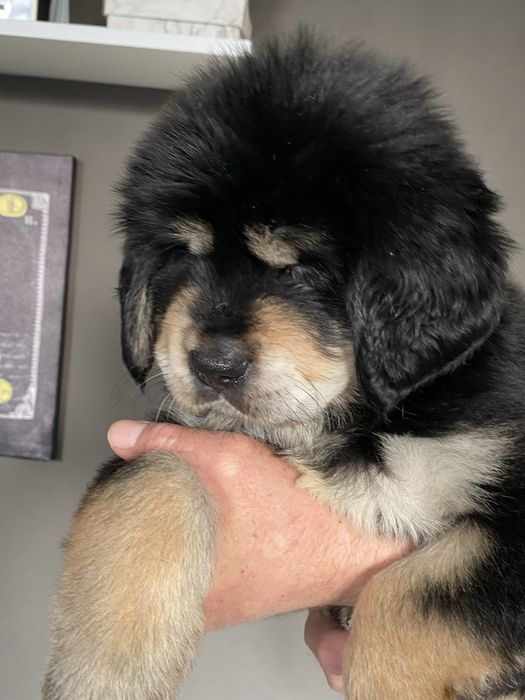 Чорнопідпалий окрас. Тибетський мастиф. Цуценя.