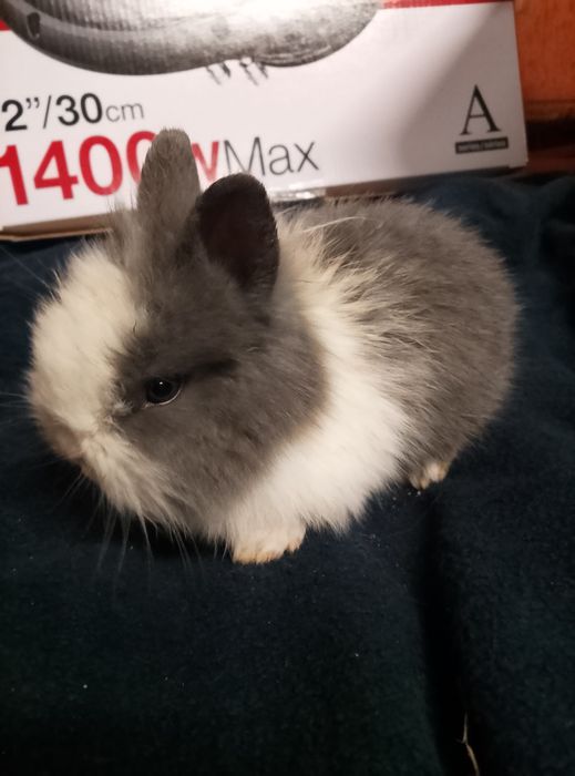 Króliczki miniaturki