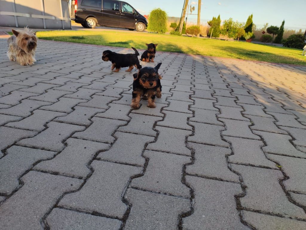 Yorkshire Terrier – szczeniak z rodowodem SWKiPR

Maluch jest już po p