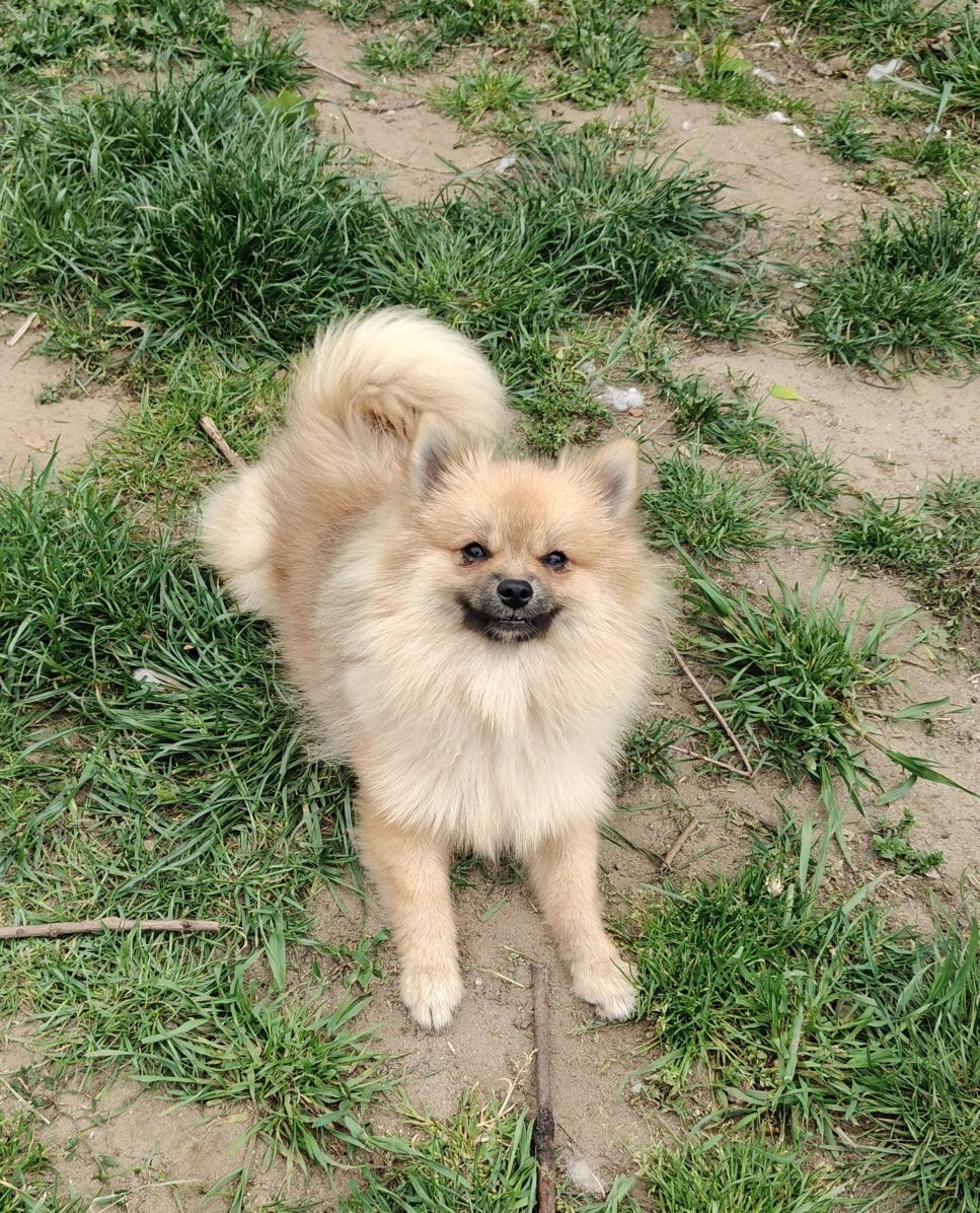Szpic Miniaturowy / Pomeranian