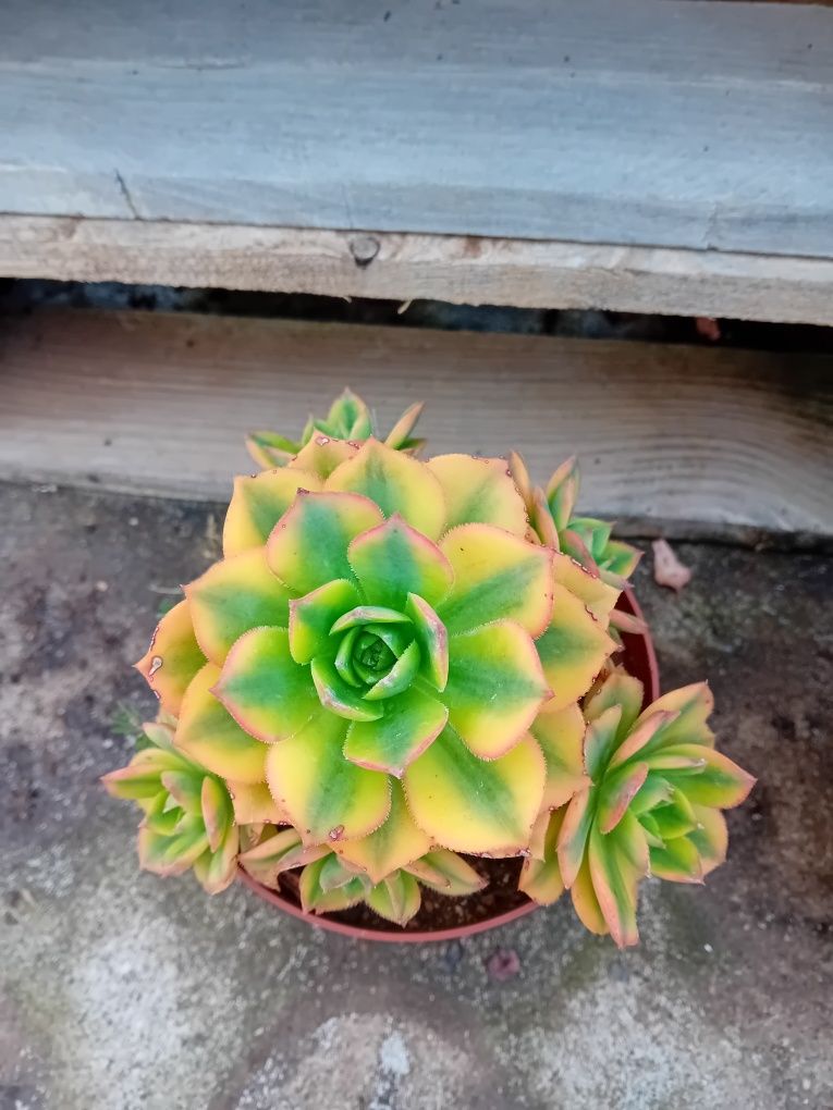 Flores suculentas aeonium lindas