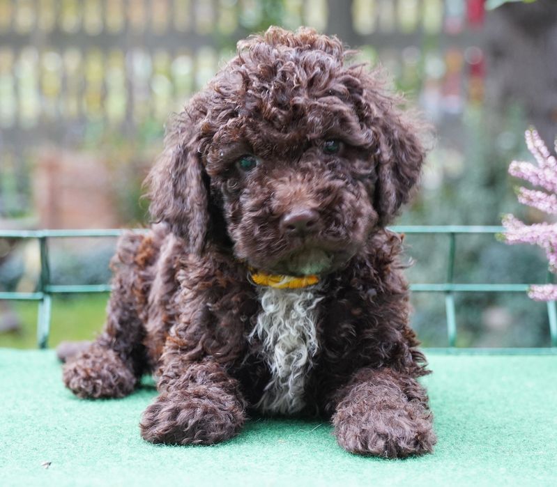 Lagotto Romagnolo brązowy piesek ZKwP/FCI