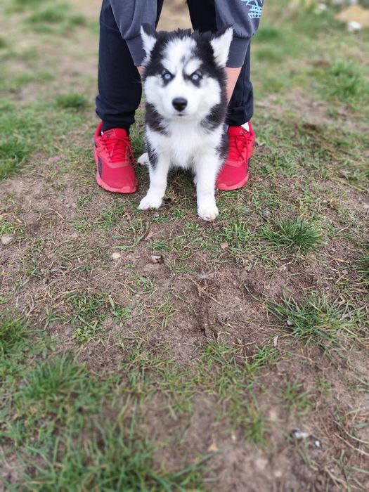 Śliczna suczka Syberian Husky