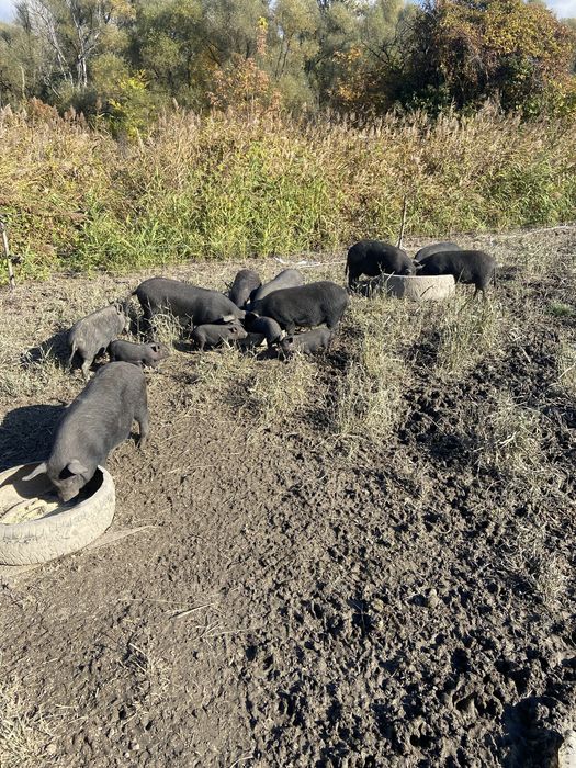 Продам свині поросята