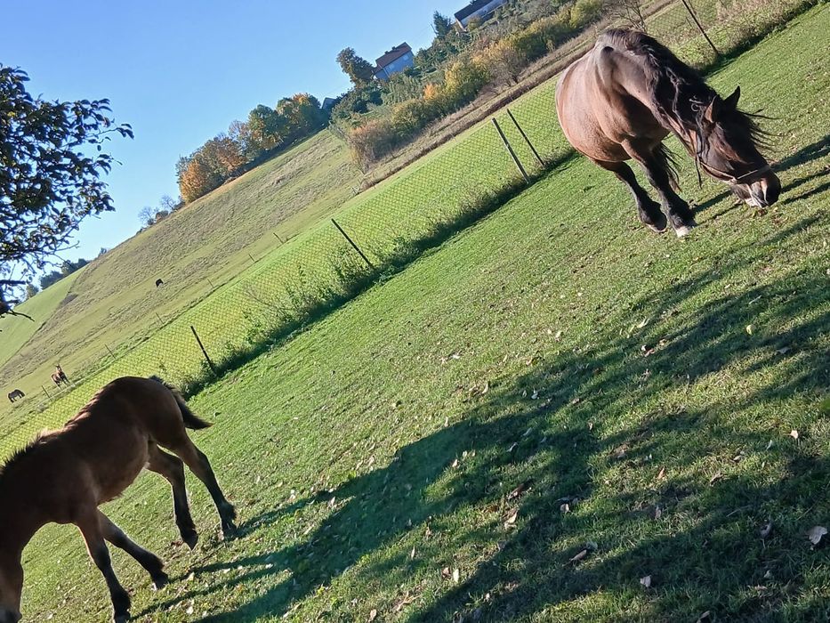 Ogierek zimnokrwisty