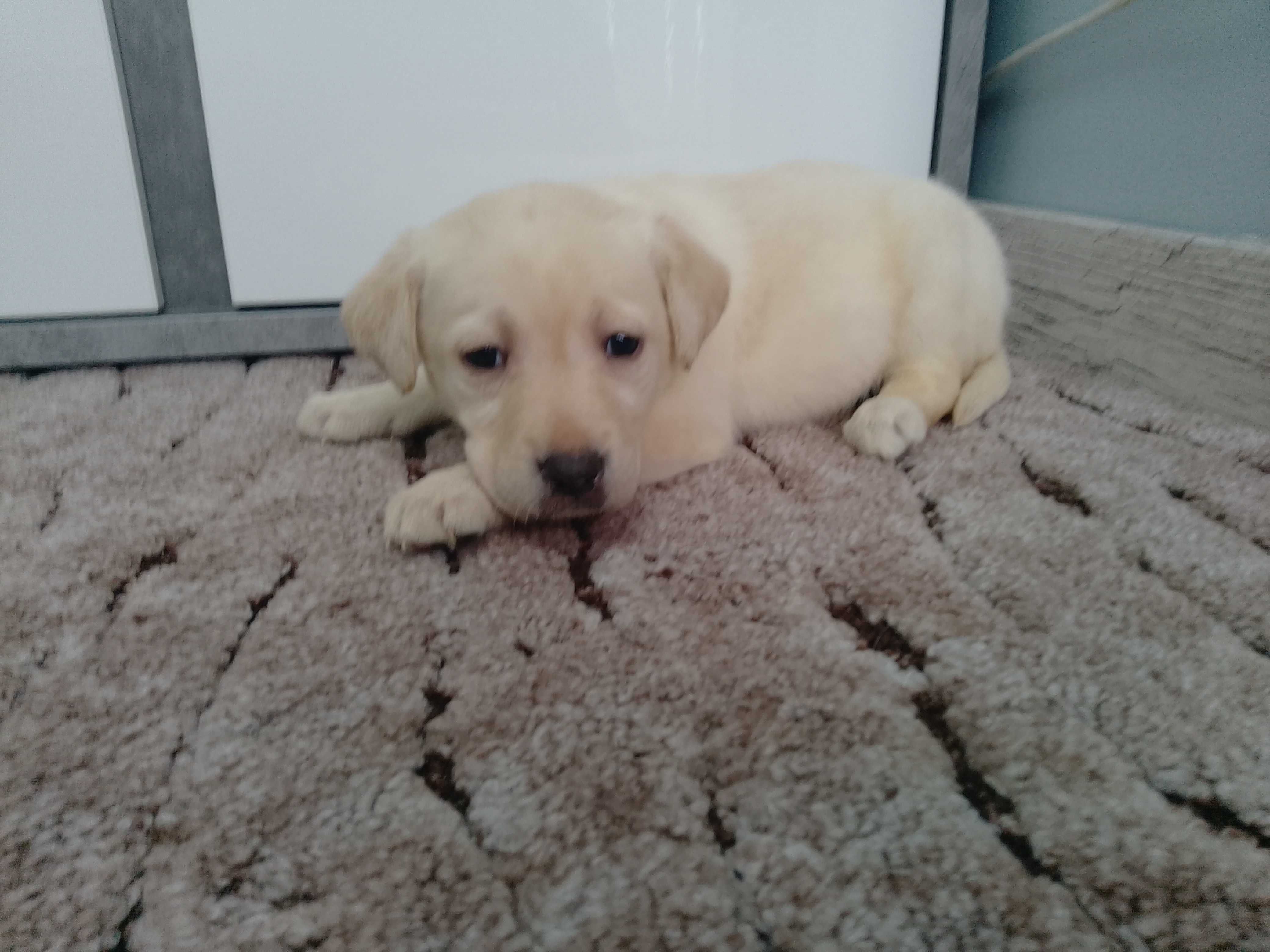 Labrador Retriever suczka