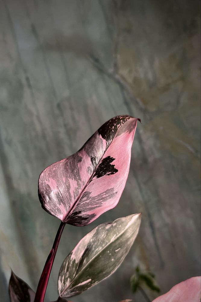 Philodendron Pink Princess - różowy Filodendron, pędówki Marble Galaxy