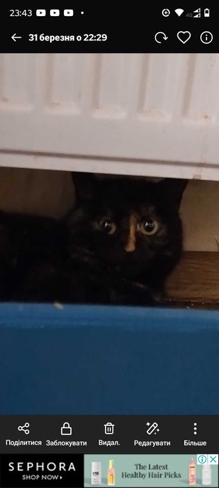 Трьохмасна  кішка