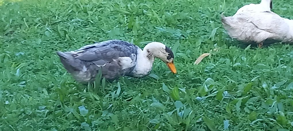 Sprzedam  lub zamienię parkę kaczek