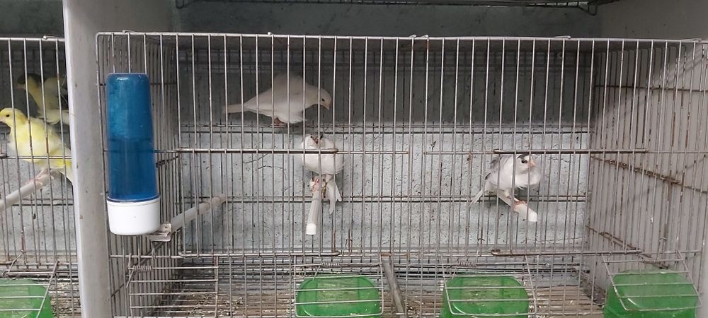 Frisados do norte / fife fancy ( reprodutores)