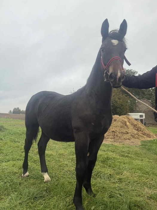 Sprzedam ogierka 8 miesiecy