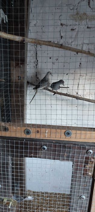 Papugi i gołąbki diamentowe