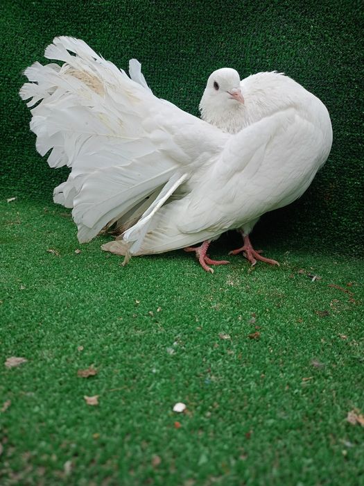 Gołębie pawiki samce