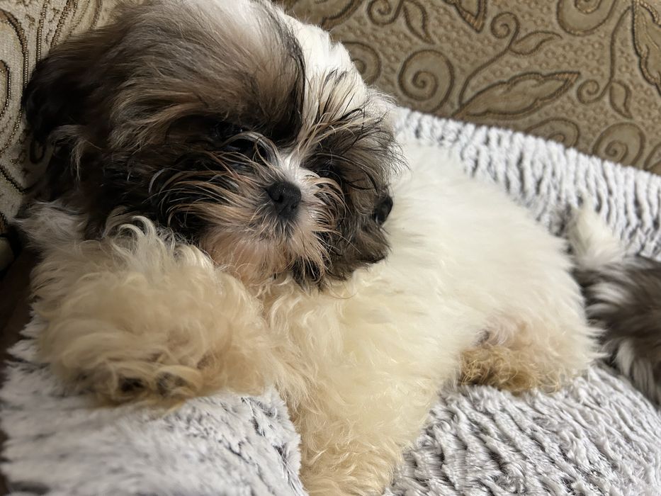 Shihtzu z rodowodem
