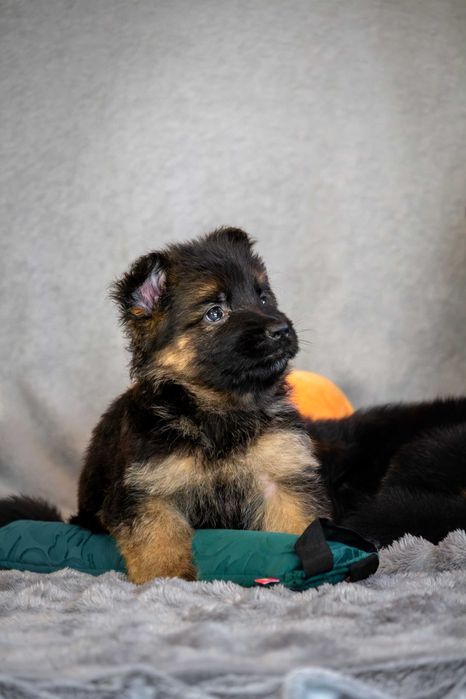 Szczeniak owczarek niemiecki długowłosy - odbiór listopad