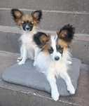Cudowny piesek papillon szczenięta rodowodowe ZKwP