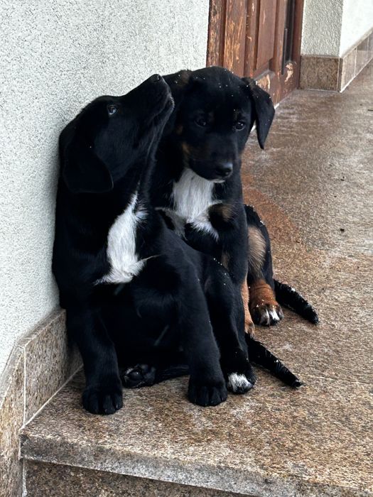 Szczeniak Polski Gonczy