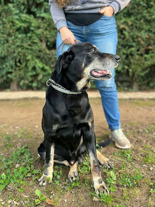 Adoção Responsável - Cão