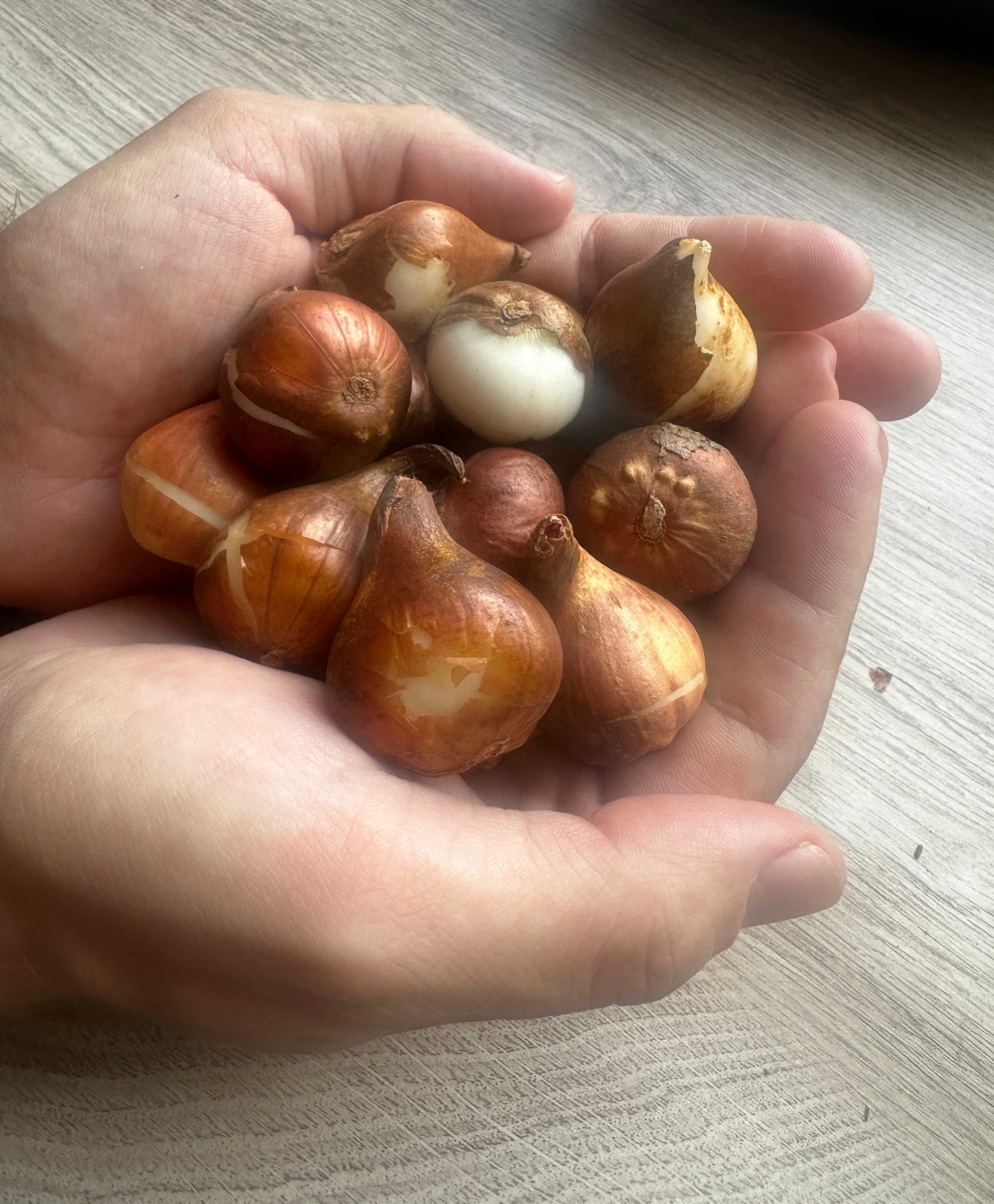 TULIPANY XXL Mix Cebulek TULIPANÓW 25 szt TULIPAN cebule DUŻE Kwiaty