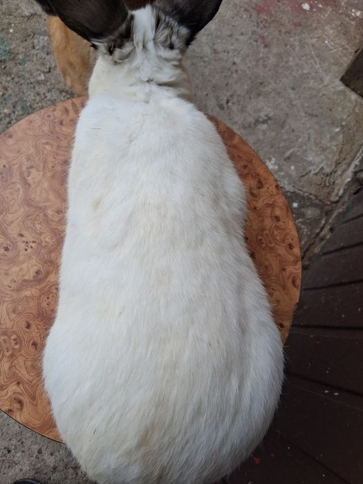 Samiec kalifornijski