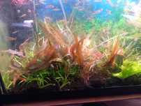 Plantas de aquário